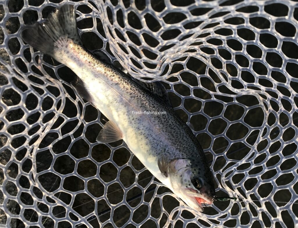 北方マス釣り場