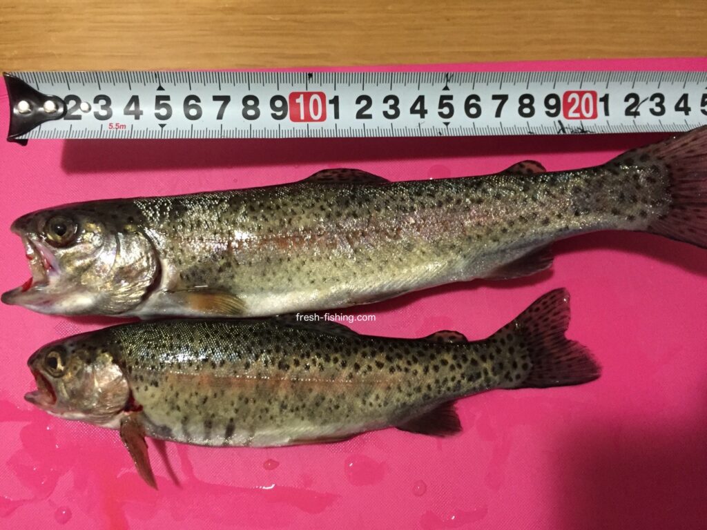 日本ライン鱒釣場