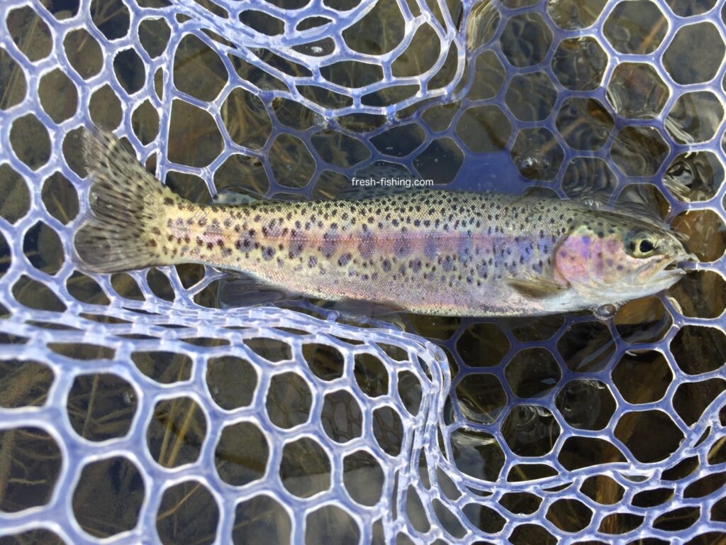 日本ライン鱒釣場