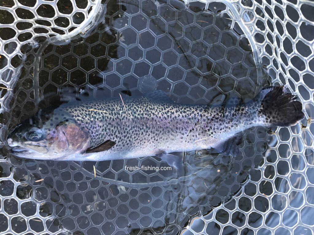 平谷湖のニジマス