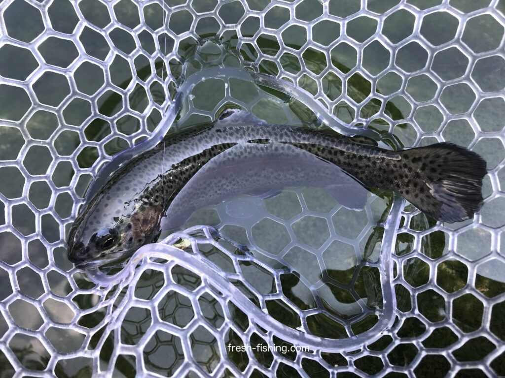 サンクチュアリ