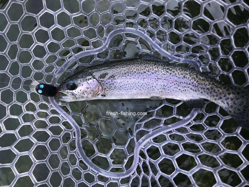 サンクチュアリ