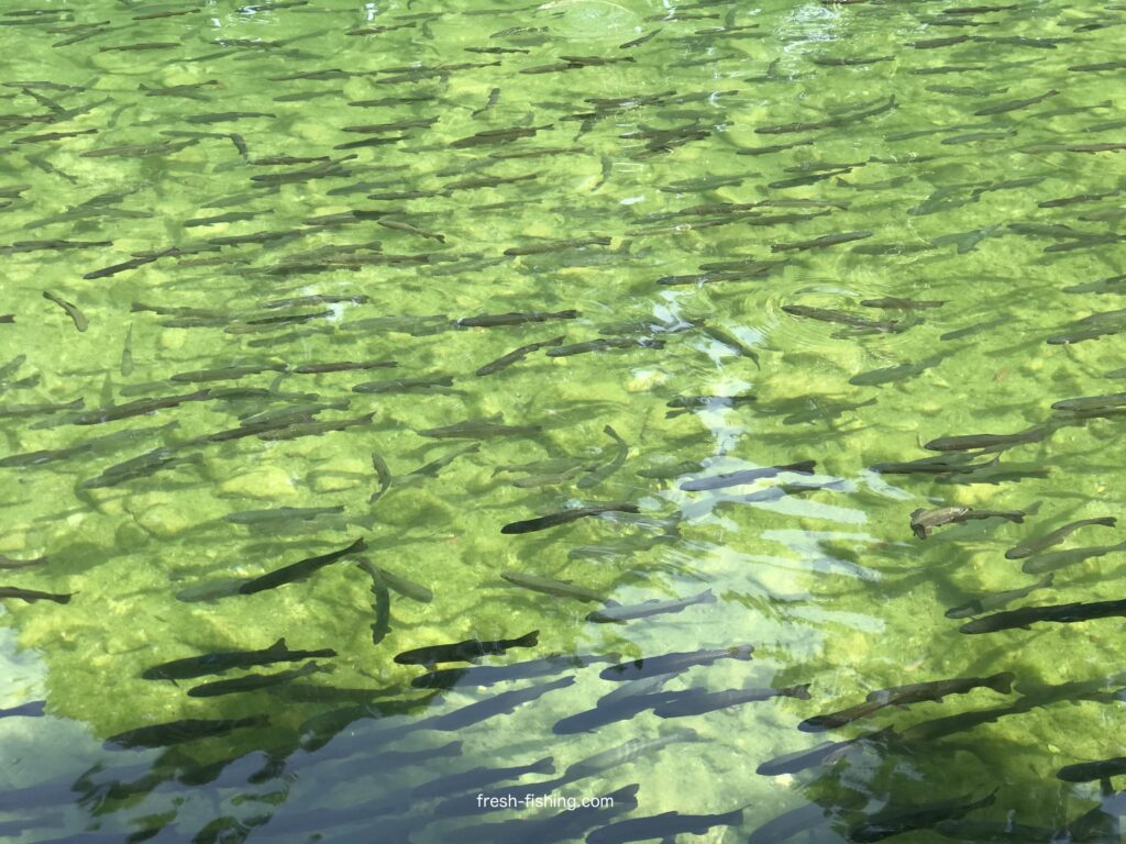 サンクチュアリ