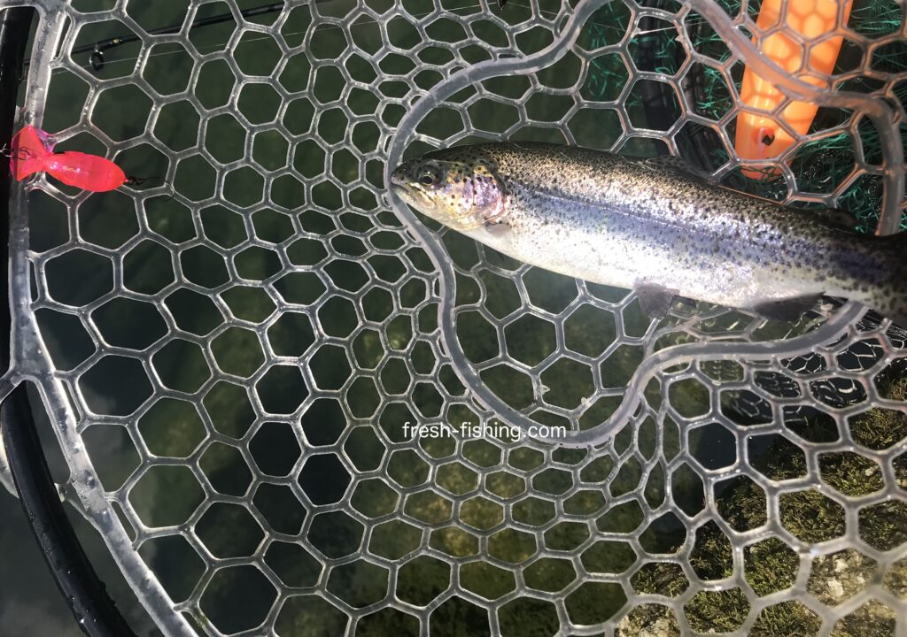 サンクチュアリ